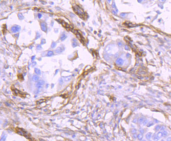 CD90/Thy-1 Recombinant Rabbit Monoclonal Antibody