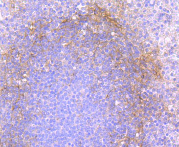 CD90/Thy-1 Recombinant Rabbit Monoclonal Antibody