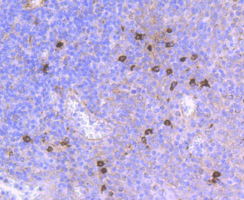 CD90/Thy-1 Recombinant Rabbit Monoclonal Antibody