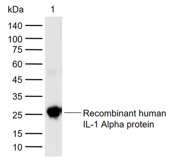 IL-1 alpha Rabbit Polyclonal Antibody