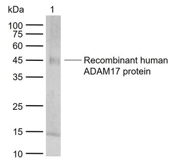 ADAM17 Rabbit Polyclonal Antibody