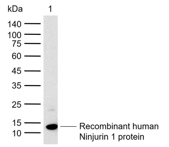 Ninjurin 1 Rabbit Polyclonal Antibody