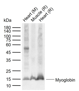 Myoglobin Mouse Monoclonal Antibody