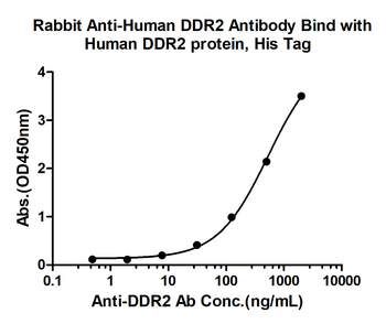 DDR2 Rabbit Polyclonal Antibody