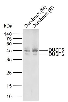 DUSP6 Rabbit Polyclonal Antibody