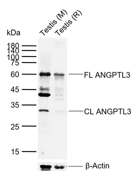 ANGPTL3 Rabbit Polyclonal Antibody