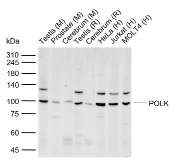 POLK Rabbit Polyclonal Antibody