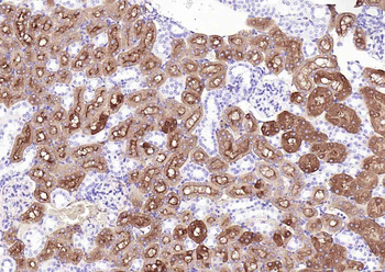 Villin Mouse Monoclonal Antibody