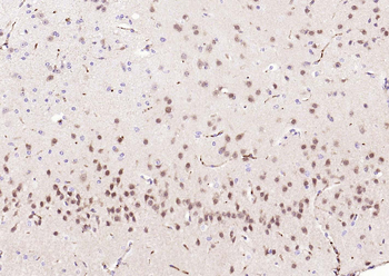 NeuN Recombinant Mouse Monoclonal Antibody
