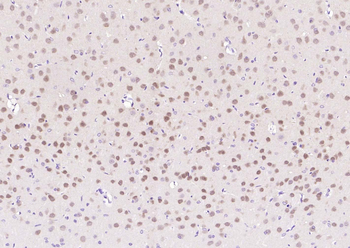 NeuN Recombinant Mouse Monoclonal Antibody