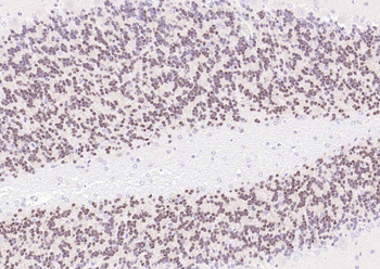 NeuN Recombinant Mouse Monoclonal Antibody