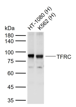 TFRC Rabbit Polyclonal Antibody