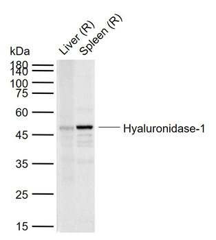 Hyaluronidase-1 Rabbit Polyclonal Antibody