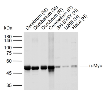 N-Myc Rabbit Polyclonal Antibody