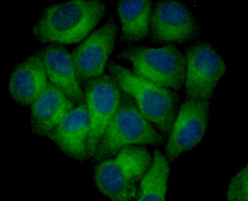 Nogo-A Recombinant Rabbit Monoclonal Antibody