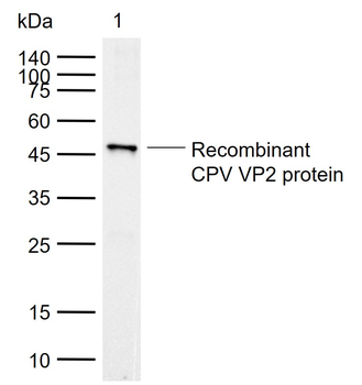 CPV VP2 Mouse Monoclonal Antibody