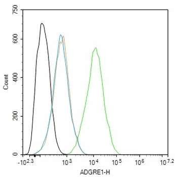 ADGRE1 Rabbit Polyclonal Antibody