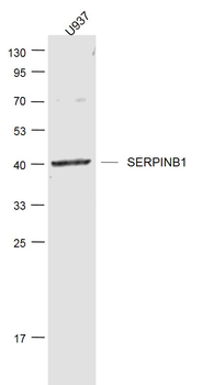 SERPINB1 Rabbit Polyclonal Antibody