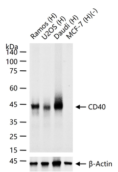 CD40 Recombinant Rabbit Monoclonal Antibody