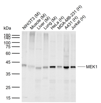 MEK1 Recombinant Rabbit Monoclonal Antibody