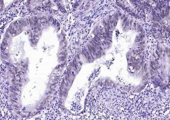 Histone H3 (mono methyl K79) Mouse Monoclonal Antibody