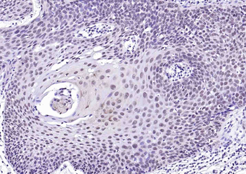 Histone H3 (mono methyl K79) Mouse Monoclonal Antibody