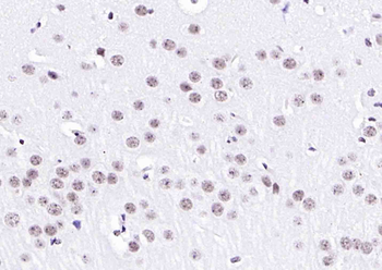 Histone H3 (mono methyl K79) Mouse Monoclonal Antibody