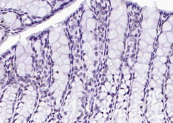 Histone H3 (mono methyl K79) Mouse Monoclonal Antibody