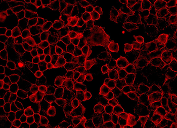 Goat Anti-Mouse IgG H&L, BF555 conjugated