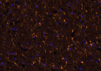 Goat Anti-Rabbit IgG H&L, BF555 conjugated