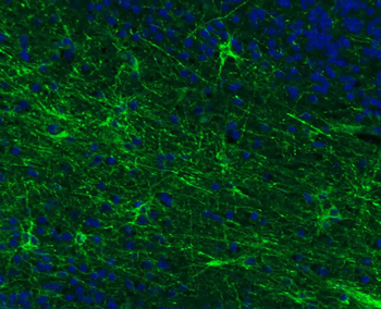Goat Anti-Rabbit IgG H&L, BF488 conjugated