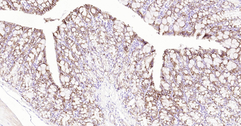 Mouse ATP1A1 Ready-To-Use IHC Kit