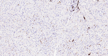 Human CD68 Ready-To-Use IHC Kit