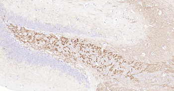 Mouse NF-L Ready-To-Use IHC Kit