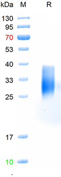 Recombinant human TNFRSF14 protein, C-His (HEK293)