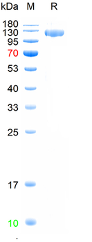 Recombinant human DPP4/CD26 protein, hFc (HEK293)