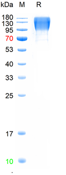 Recombinant human CEACAM5 protein, C-His (HEK293)