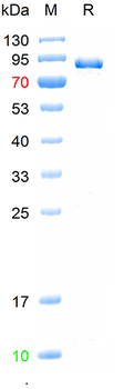 Recombinant human CD71 protein, His (HEK293)