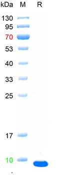 Recombinant human CXCL1 protein