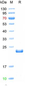 Recombinant human G-CSF protein, His