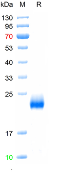 Recombinant human DR4 protein, C-His-Avi (HEK293)