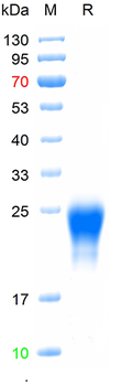 Recombinant human PlGF-1 protein, His (HEK293)