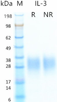 Recombinant human IL-3 protein (Active, HEK293)