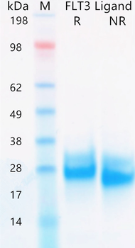 Recombinant human FLT3 Ligand protein (Active, HEK293)