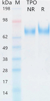 Recombinant human TPO protein (Active, HEK293)