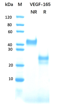 Recombinant human VEGF-165 protein (Active, HEK293)