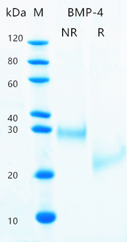 Recombinant human BMP-4 protein (Active, HEK293)