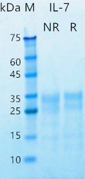 Recombinant human IL-7 protein (Active, HEK293)