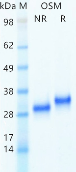 Recombinant human OSM protein (Active, HEK293)