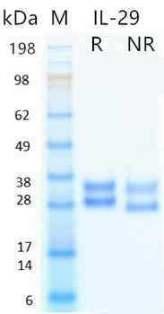 Recombinant human IL-29 protein (Active, HEK293)